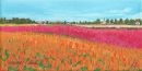 Tulip Fields