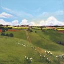 Daisy Fields