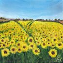 Fields of Sun