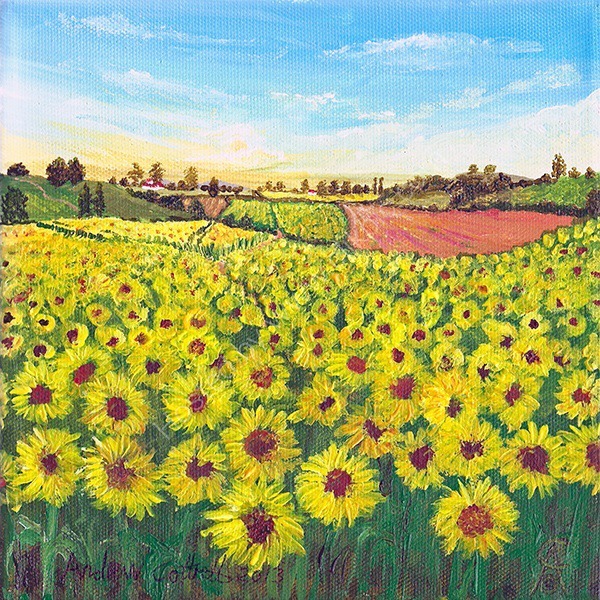 Sunflower Meadows