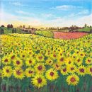 Sunflower Meadows