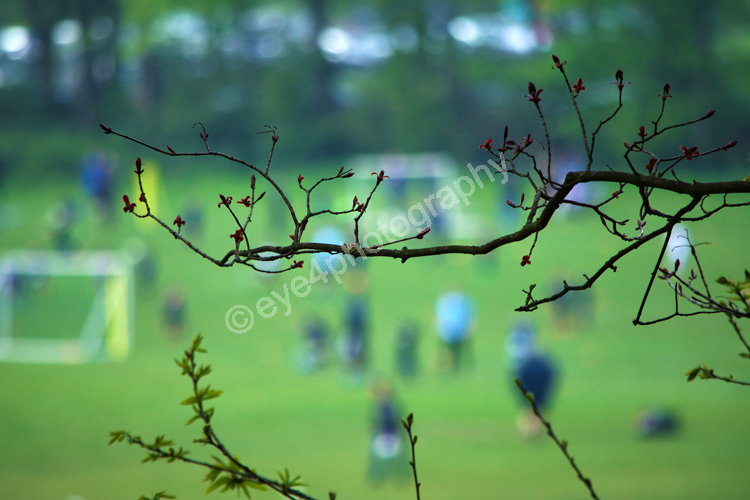 Branching out