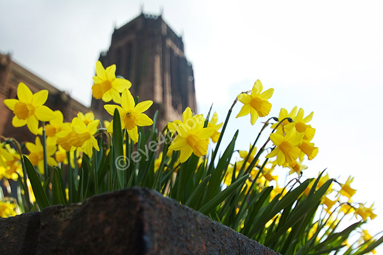 A blooming tower