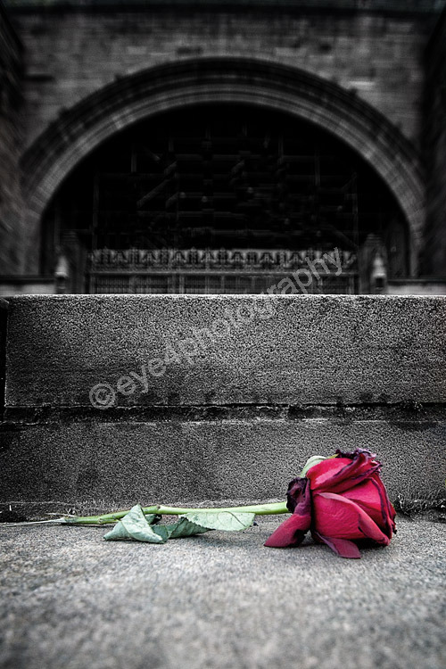 Lost Rose