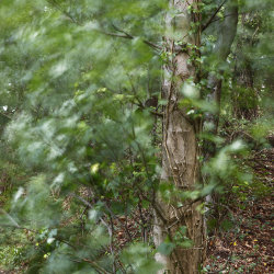 a windy day in the woods