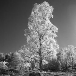 alone in the light