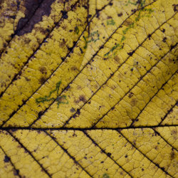autumn decay