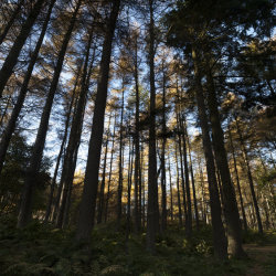 autumn pines