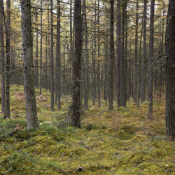 baluain woods