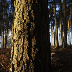 bark detail, drumoak
