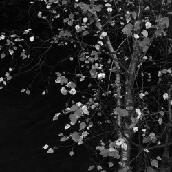 birch tree