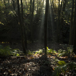 broken light, dunnottar woods