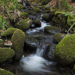 burn in edzell woods