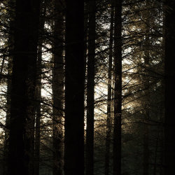 dark woods