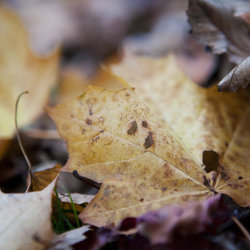 dead leaves
