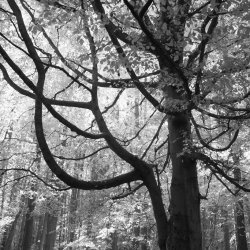 den wood