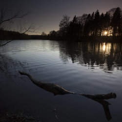 driftwood, loch of fyvie
