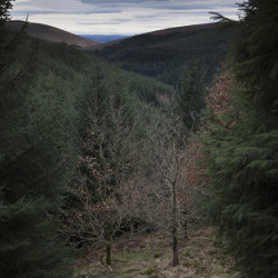 drumtochty woods
