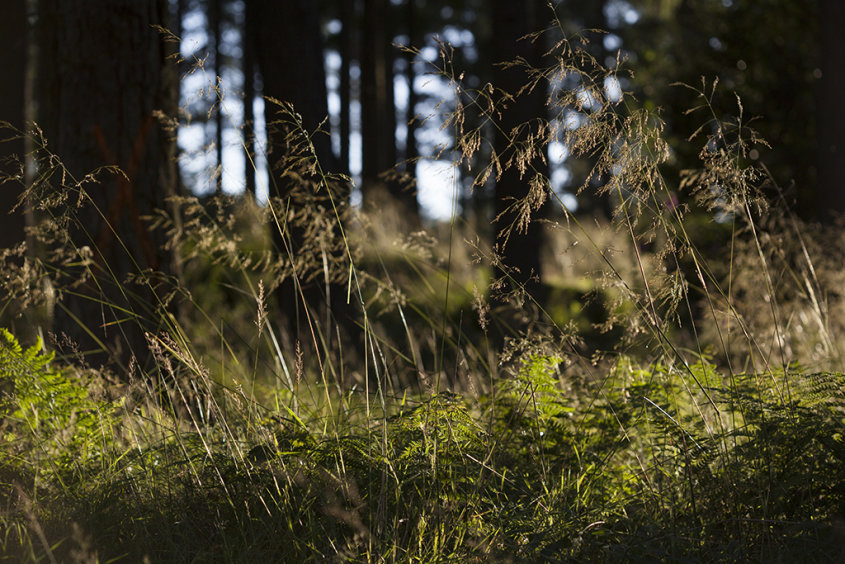 evening light, bin forest