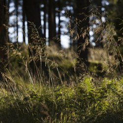 evening light, bin forest