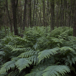 fern forest, aden country park