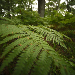 fern in the forest