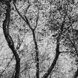 leaves of light