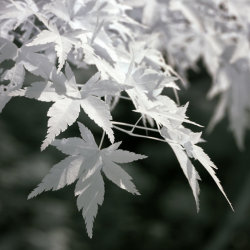 living light