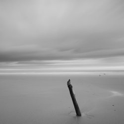 montrose beach