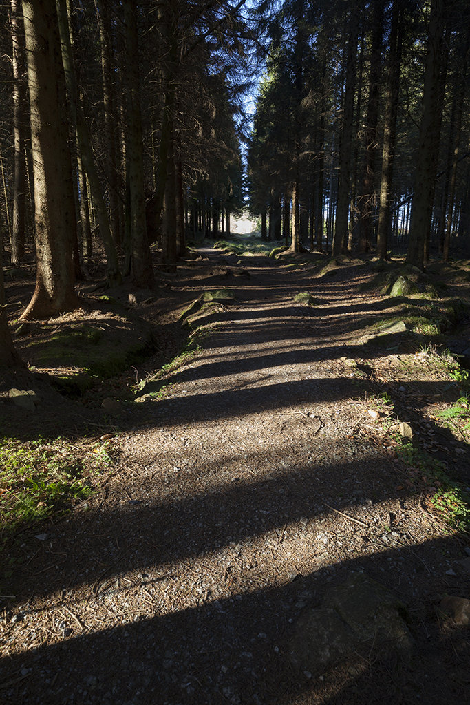 path through the bin forest