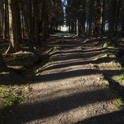 path through the bin forest