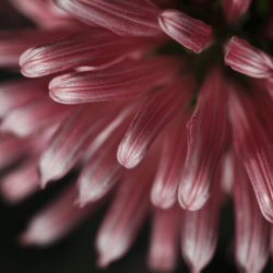 pink chrysanthemum
