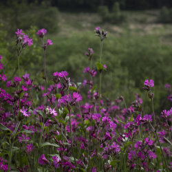 pink in a world of green