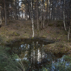 potarch woodland