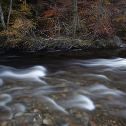 red leaves and white water