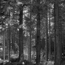 scattered light