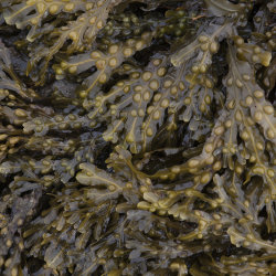 seaweed