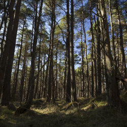 the bin forest