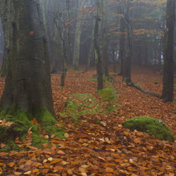 tollohill woods
