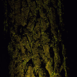 torchlit trunk