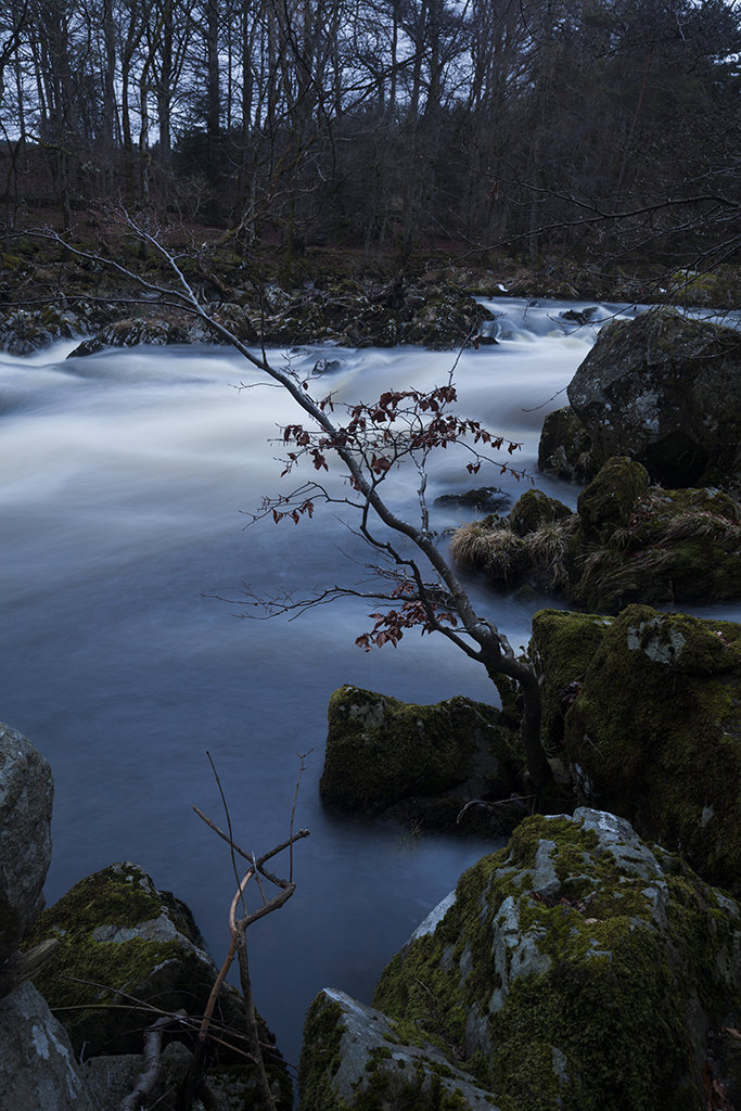 tree by falls of feugh