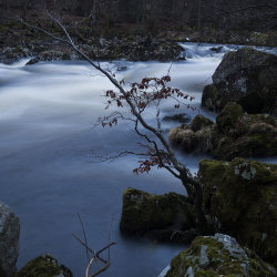 tree by falls of feugh