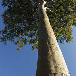 tree by morning light