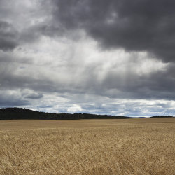 wheat field, tarland