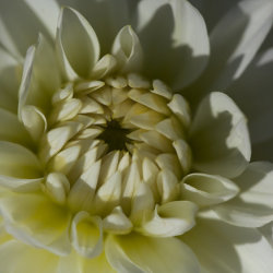 white dahlia