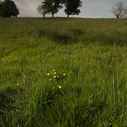 wildflowers, braes of gight