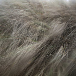 wind blown dunes
