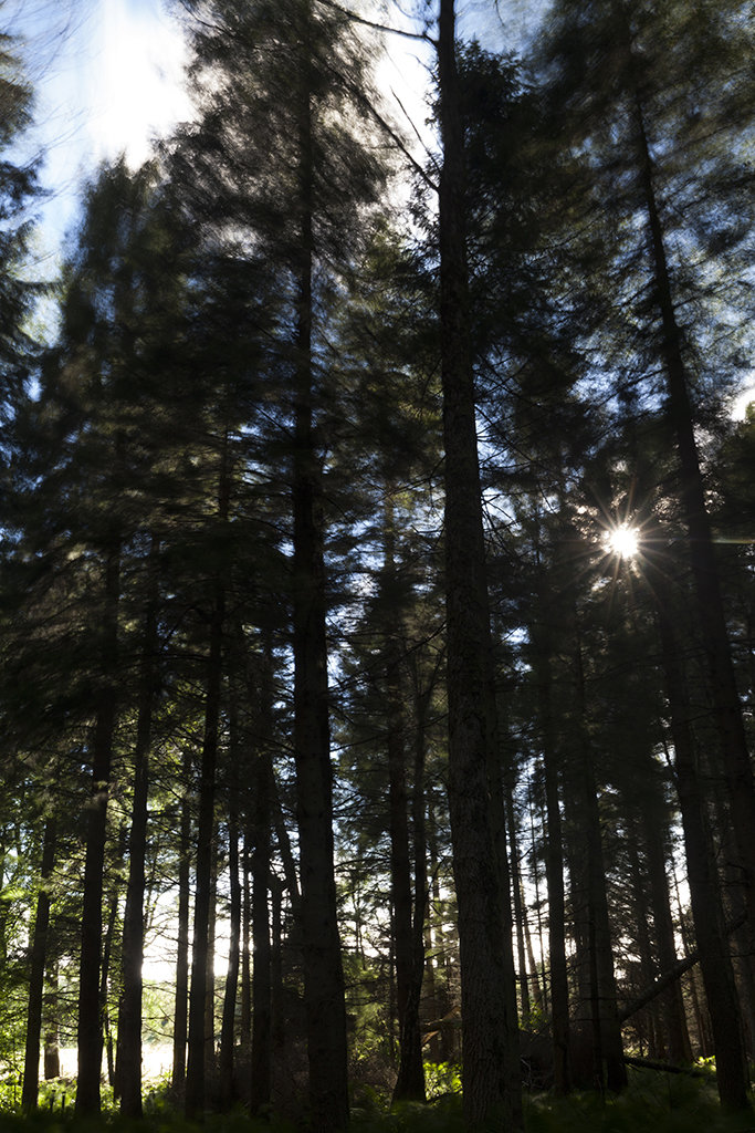 wind blown trees