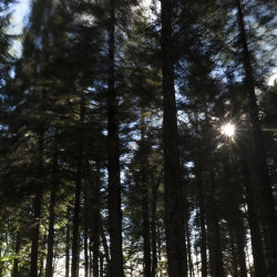wind blown trees