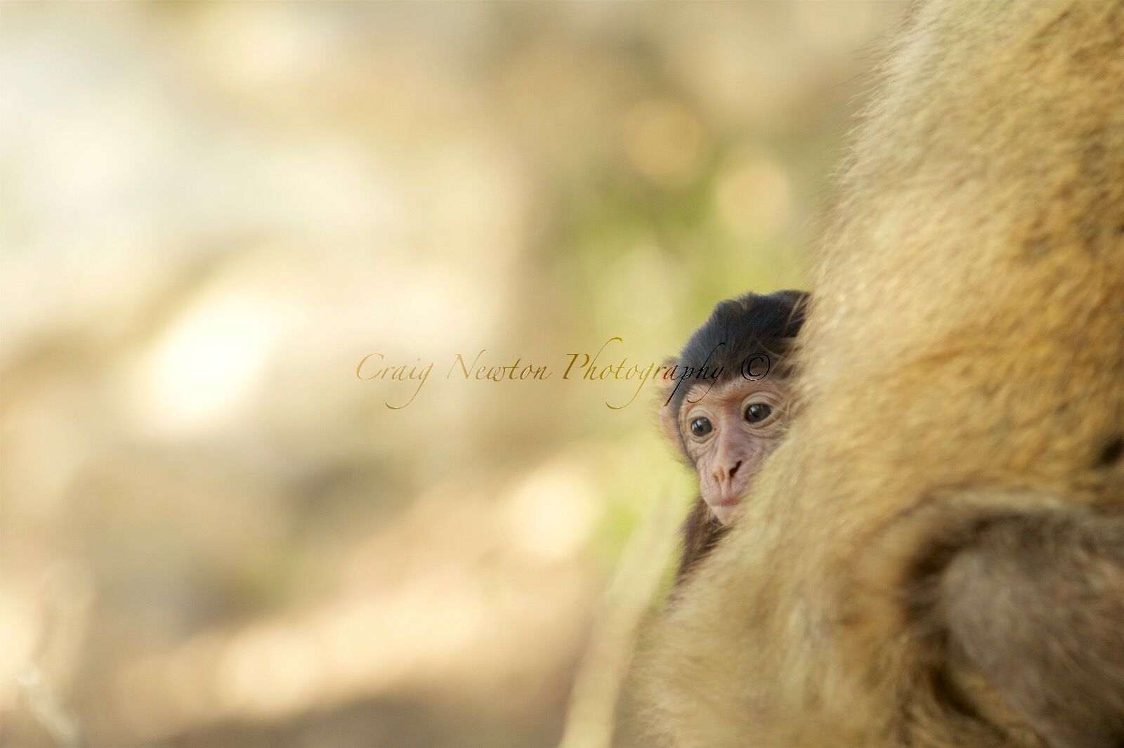 Barbary Macaque (Macaca sylvanus), Upper Rock Nature Reserve, Gibraltar